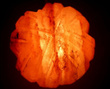 Salzlampe Fsl9